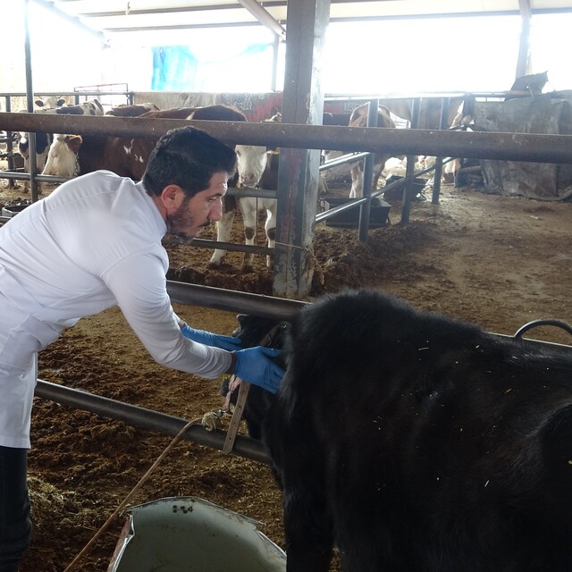 Adana Çiftçiler Birliği: Şap mağduru üreticiye acil destek gerekiyor