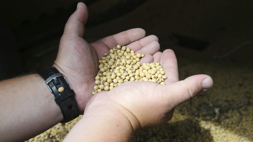 Çin, ABD'li soya üreticilerinin hevesini kursağında bıraktı | Tarım haberleri
