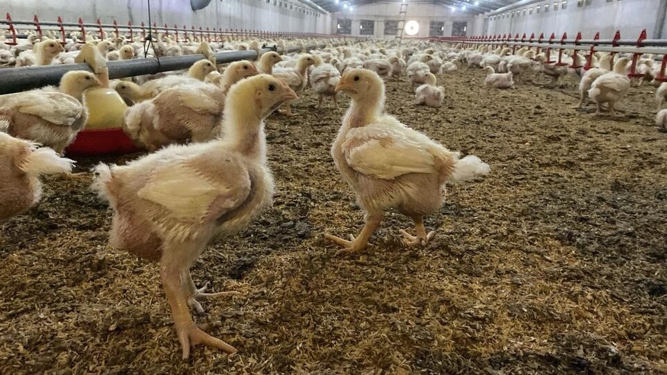 Söke, kuş gribi riski yüzünden teyakkuza geçti | Tarım haberleri