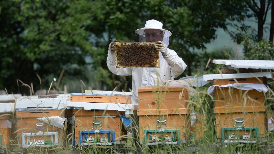 Yenice Ihlamur Balı AB'den coğrafi işaret tescili aldı | Tarım haberleri