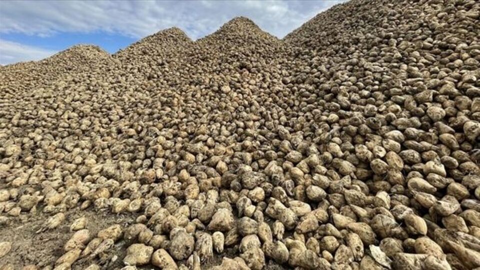 Şekerde yeni kotalar belirlendi | Tarım haberleri