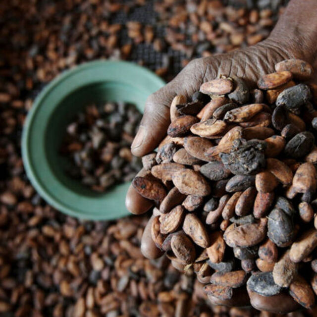 Kakao fiyatında sert gerileme