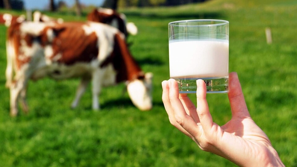 TÜSEDAD Ekim ayı çiğ süt üretim maliyetini açıklad…