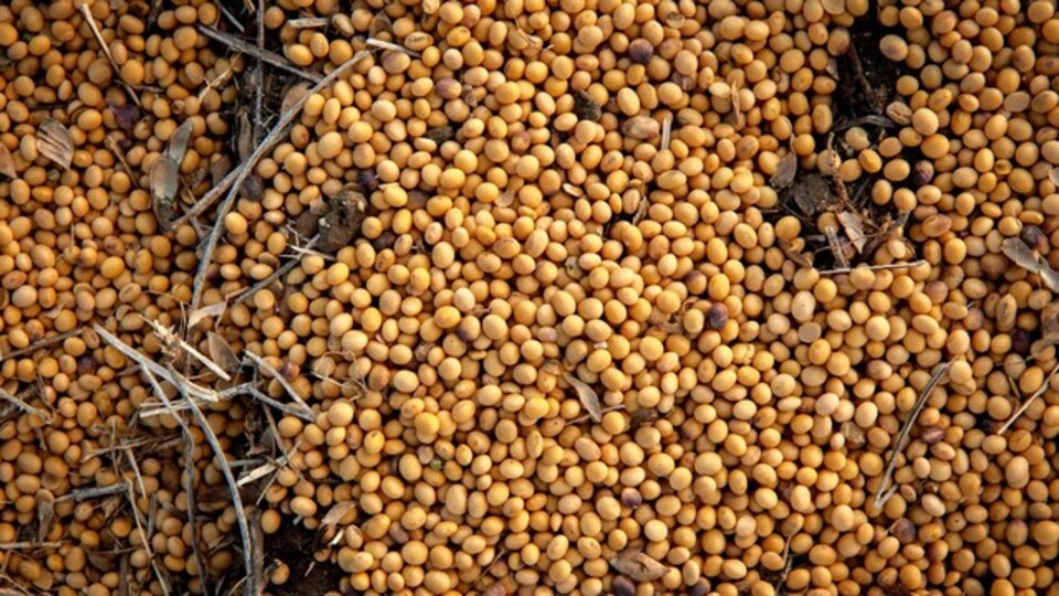 Çin, ABD'den soya fasulyesi aldı | Son dakika ekonomi haberleri