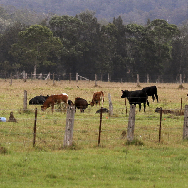 Avustralya, sığır eti ihracatında rekor kırdı