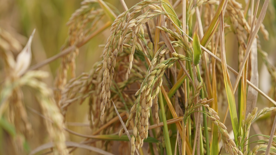 Karacabey'de çeltik ekimi yasaklandı | Tarım haberleri