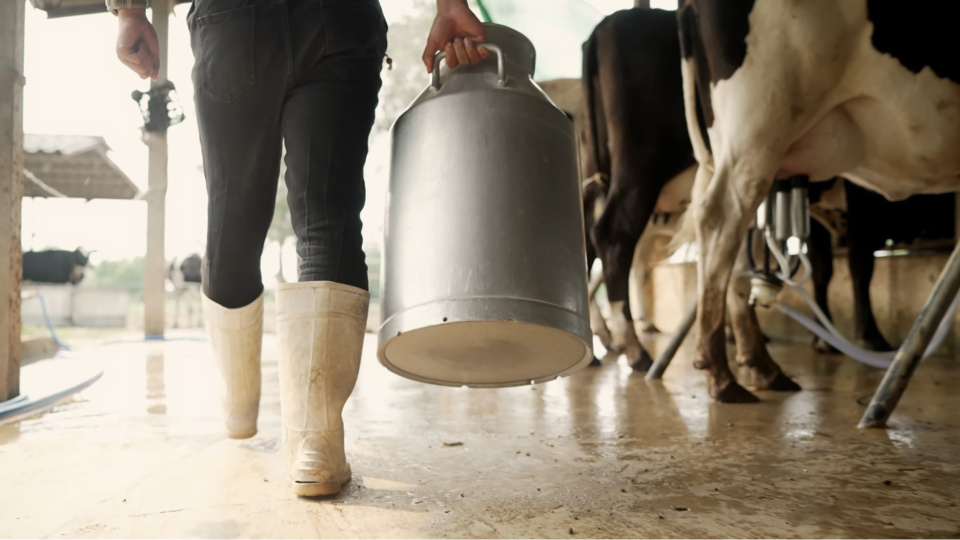 Süt üretimi düşerken, maliyeti artmaya devam ediyor