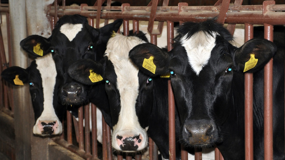 USK, çiğ süt üretim maliyetini açıkladı | Tarım haberleri