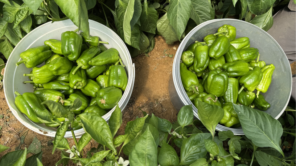 Türkiye, en çok pestisit bildirimi alan ikinci ülke oldu | Tarım haberleri