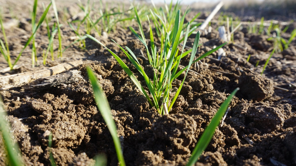 TMO, hububat ve bakliyat ekilişlerinde son durumu açıkladı