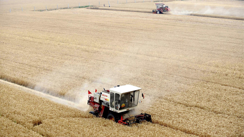 Çin’in 2025 tahıl üretimi rekor kırdı