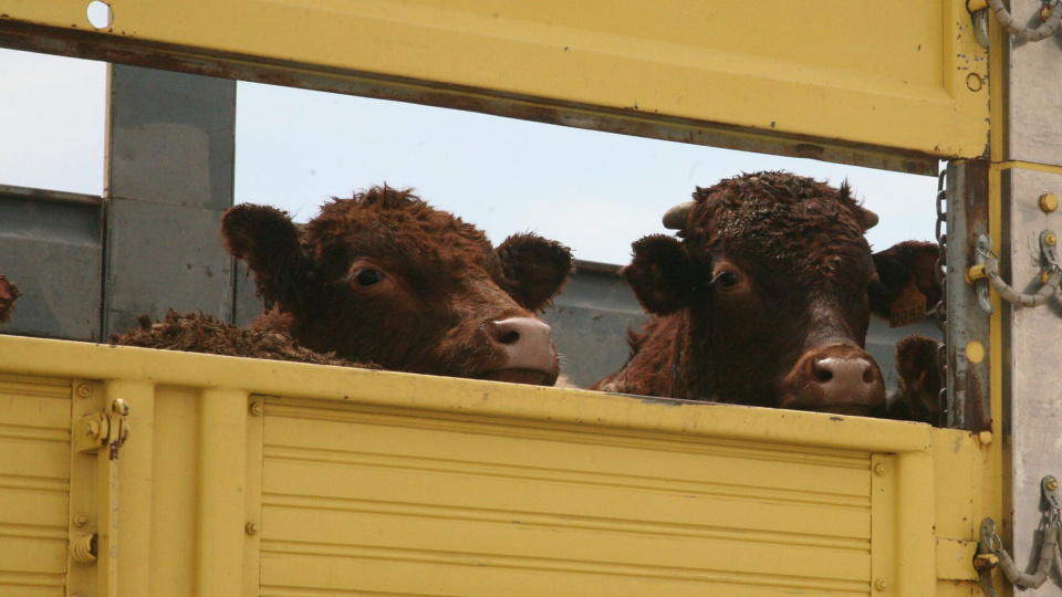 500 bin baş besilik sığır ithalatı için düğmeye basıldı