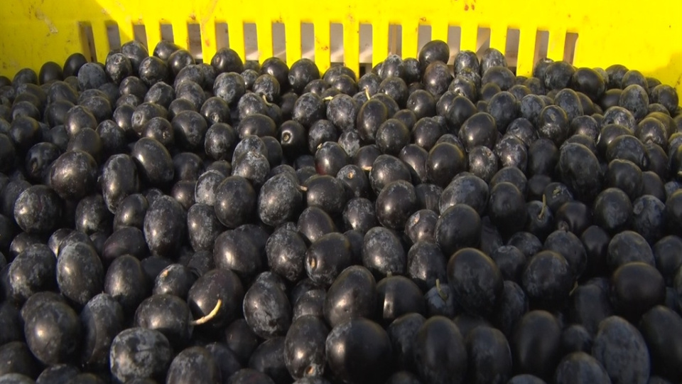 Marmarabirlik ödeme tarihini açıkladı