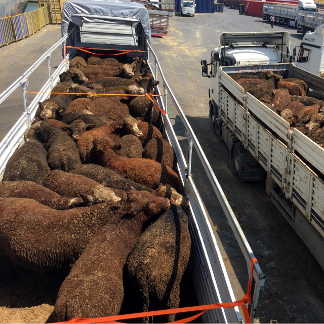 Canlı hayvan ithalatında yetkili gümrüklere bir yenisi eklendi