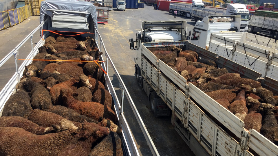 Canlı hayvan ithalatında yetkili gümrüklere bir yenisi eklendi
