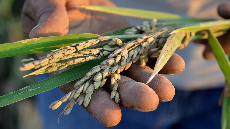 TMO çeltik alım fiyatları ve alım tarihini açıkladı