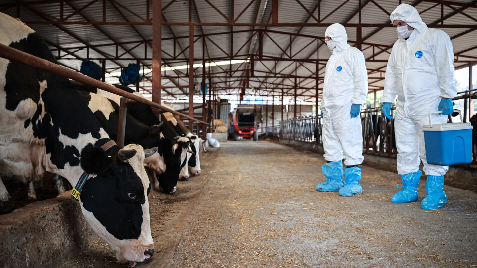 Aksaray'da 9 köy şap karantinasına alındı