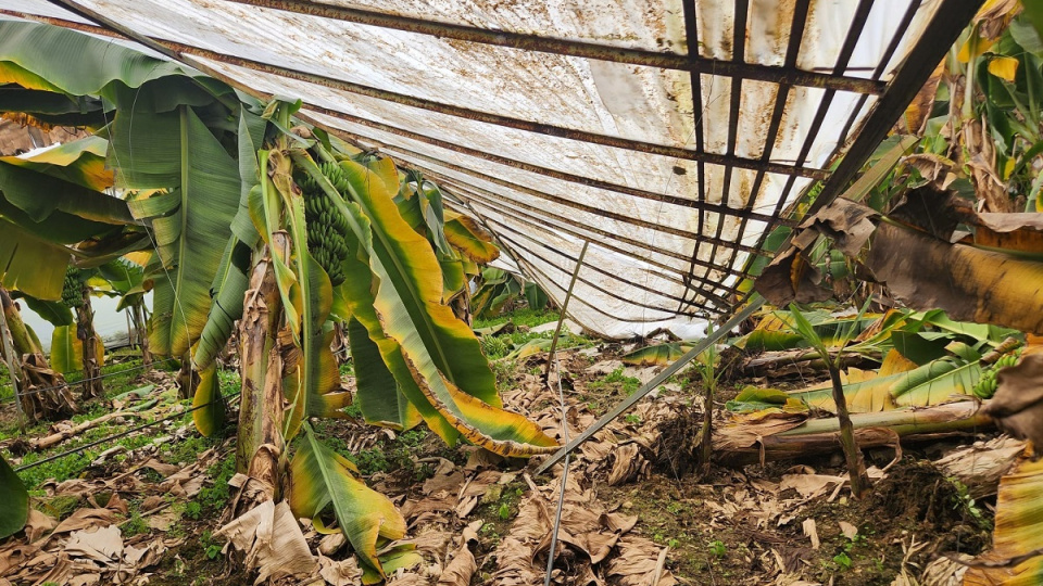 Anamur'da dolu yağışı seralara zara verdi