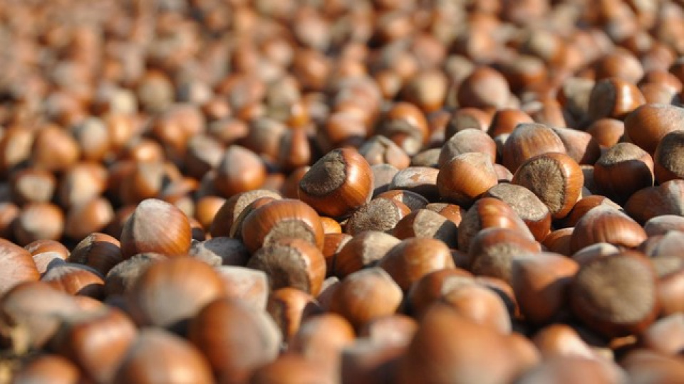 Türkiye'nin Hindistan'a fındık ihracatı artıyor