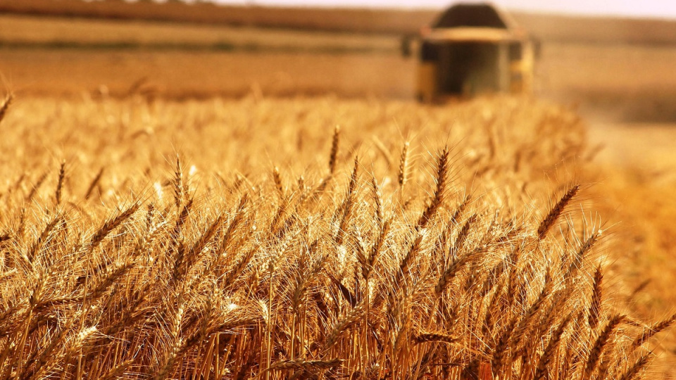 Tahıl ve yağlı tohum fiyatlarında zayıf dolar ve Trump etkisi