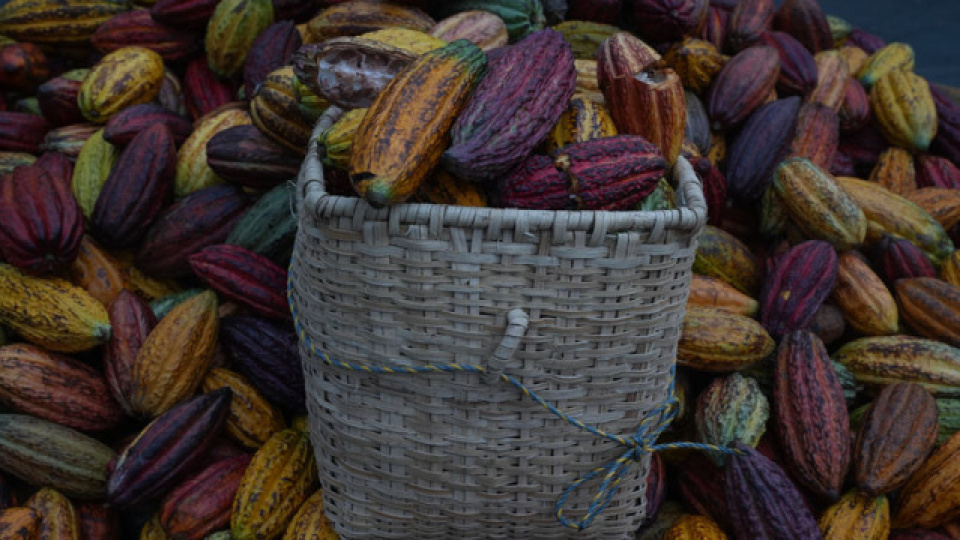 Kakao fiyatları 2023'ten beri en düşük seviyede