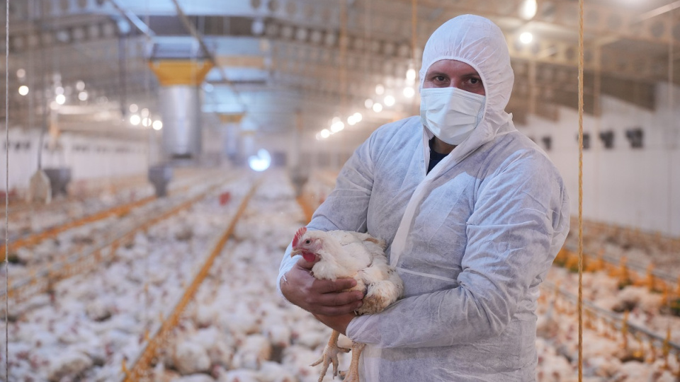 Kahramanmaraş'a 130 milyon euroluk piliç yatırımı