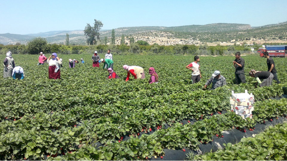 Çocuk işçilerin yüzde 61'i tarım sektöründe