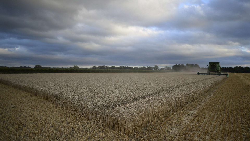 Küresel tahıl stok/kullanım oranı 25 yılın zirvesine çıkabilir