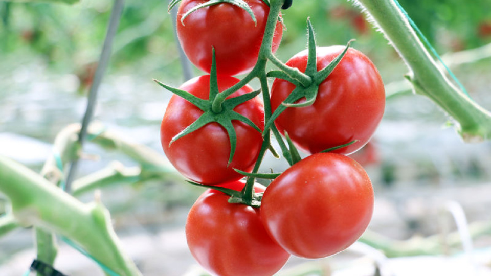 Rusya, Türkiye'den domates alım kotasını artırmaya hazırlanıyor