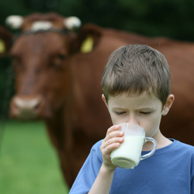 TÜSEDAD, ocak ayı çiğ süt üretim maliyetini açıkladı