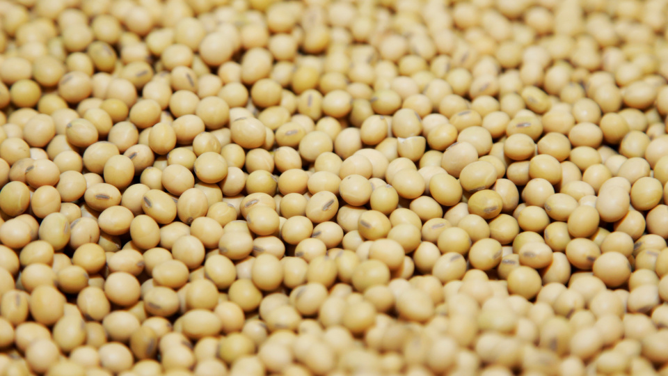 Soya fasulyesi fiyatı üç ayın zirvesini gördü