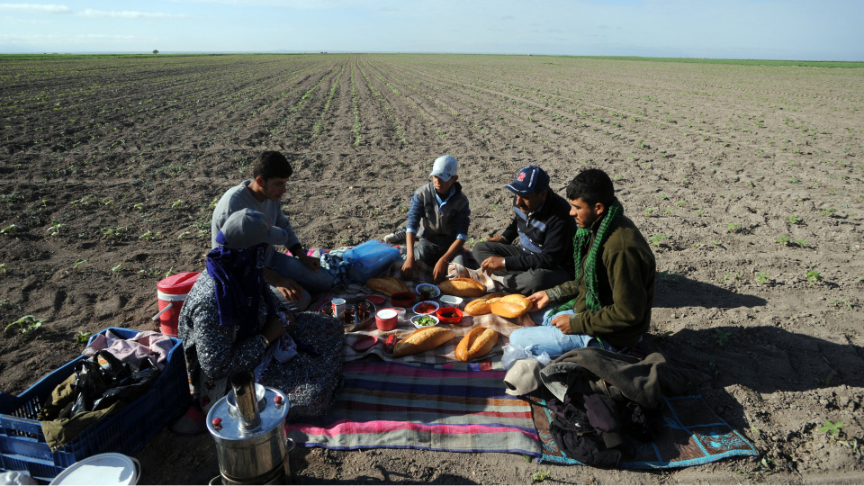 TÜİK: Mevsimlik tarım işçilerinin ücreti 2025'te yüzde 37,8 arttı