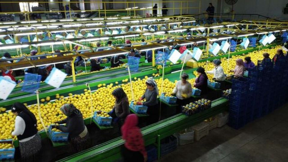 Limonda gümrük vergisi yeniden düzenlendi