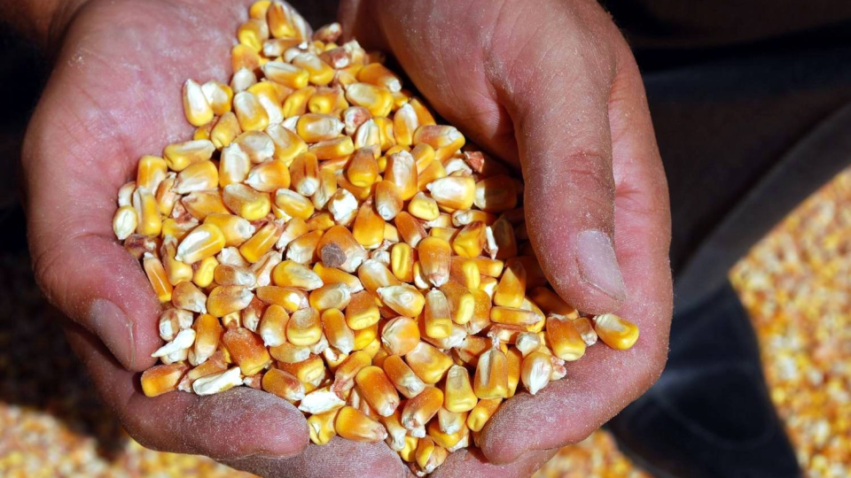 Mısır fiyatları iki haftanın zirvesinde