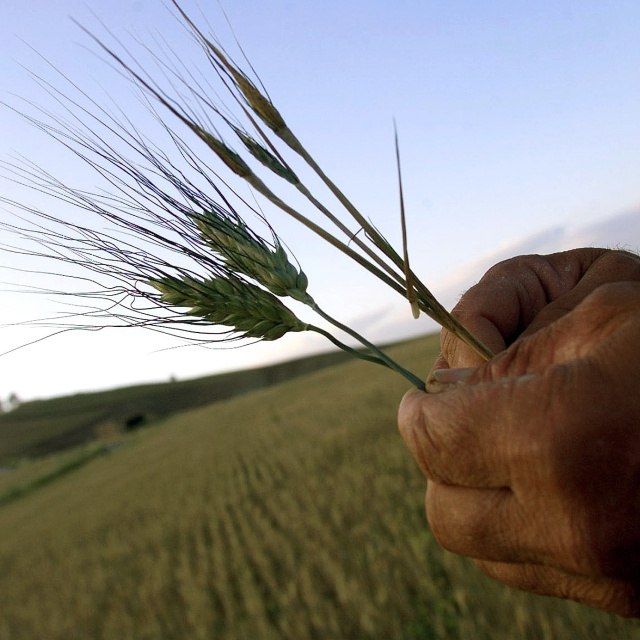 Ateşkes ve güçlü arz sinyali buğday fiyatlarını baskıladı