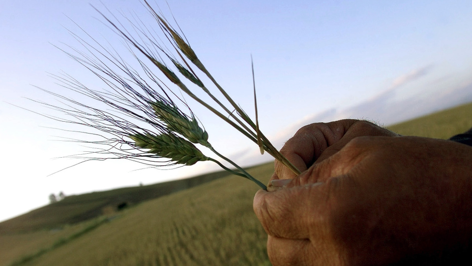 Ateşkes ve güçlü arz sinyali buğday fiyatlarını baskıladı