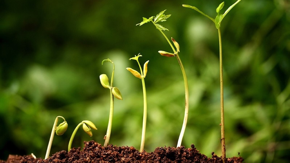 Tohum şirketlerine 189 milyon TL ceza