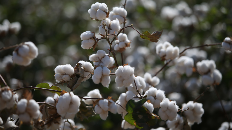 Pamukta iki yıl sonra bir ilk: Fonlar yeniden yükselişe oynuyor