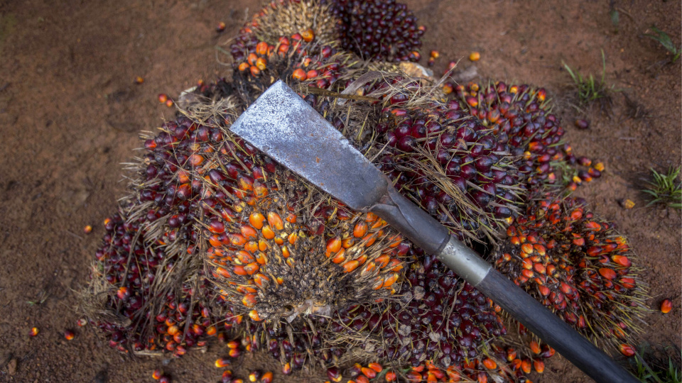 Palm yağı ile soya arasındaki fiyat farkı 2,5 yılın zirvesinde