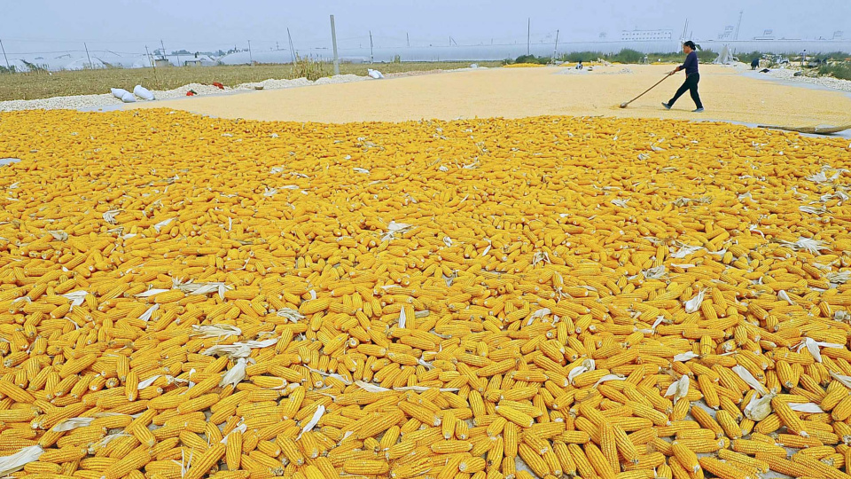 FAO, buğday ve mısır üretiminde 2026 tahminini güncelledi