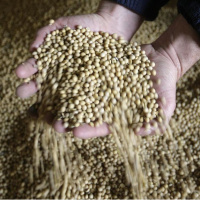Küresel gıda fiyatlarında düşüş