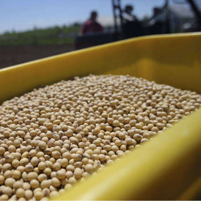 Ziyaret öncesi Çin, ABD'den 1 milyon ton soya fasulyesi aldı