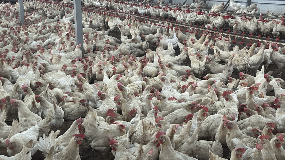 Brezilya, tavuk eti ve bal ihracatı için AB'den yeşil ışık bekliyor
