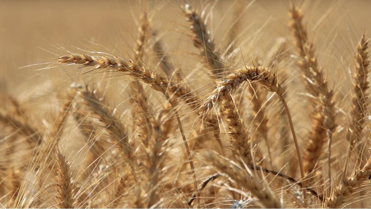 TMO'dan Buğday Stratejisi: 5.5 Milyon Tonluk Pazarlama Hamlesi