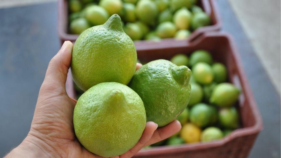 Farmers urge rail route to help Turkey export citrus