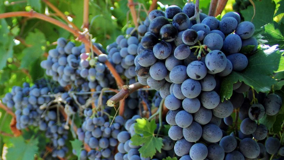 Tarımda üretici fiyatları Eylül'de de gerilemeye devam etti