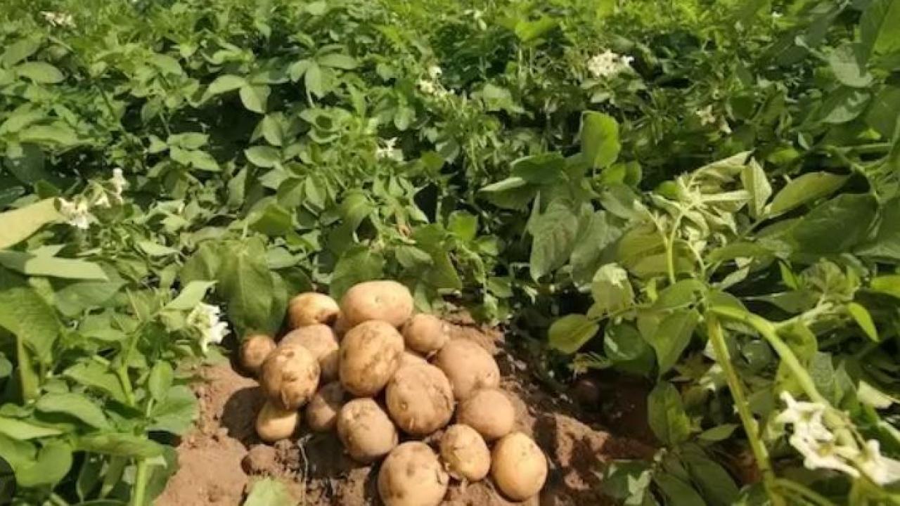 Almanya'da patates fiyatları tırmanıyor