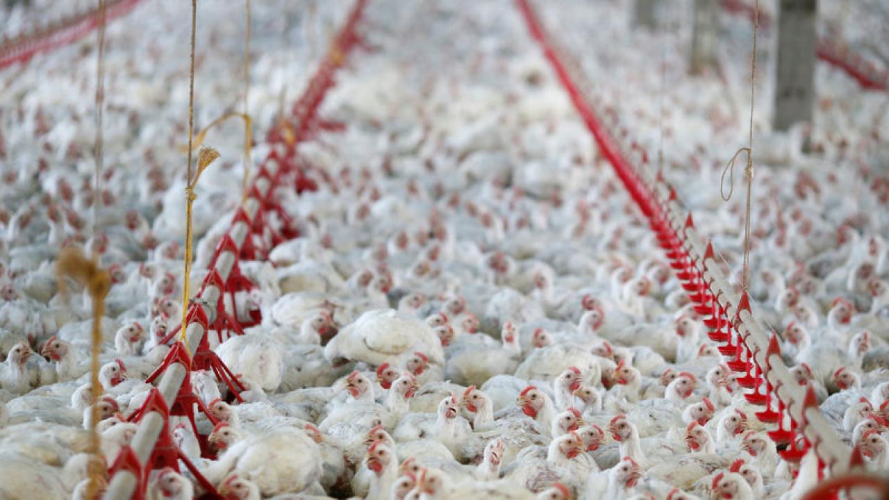 Brezilya'nın kanatlı ihracatında virüs engeli